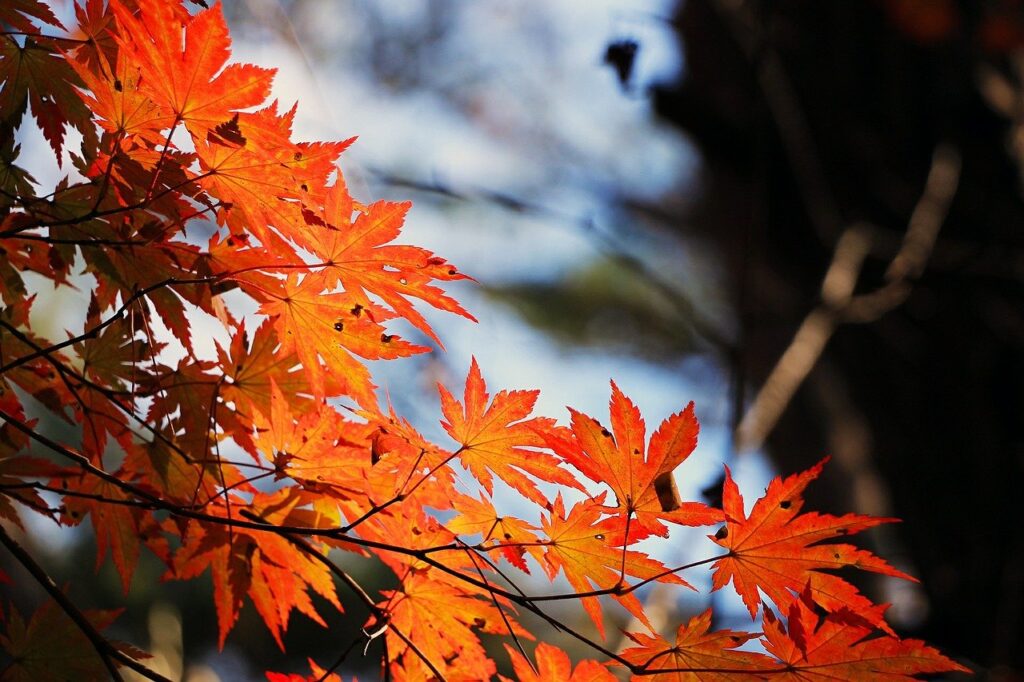 leaves, foliage, maple